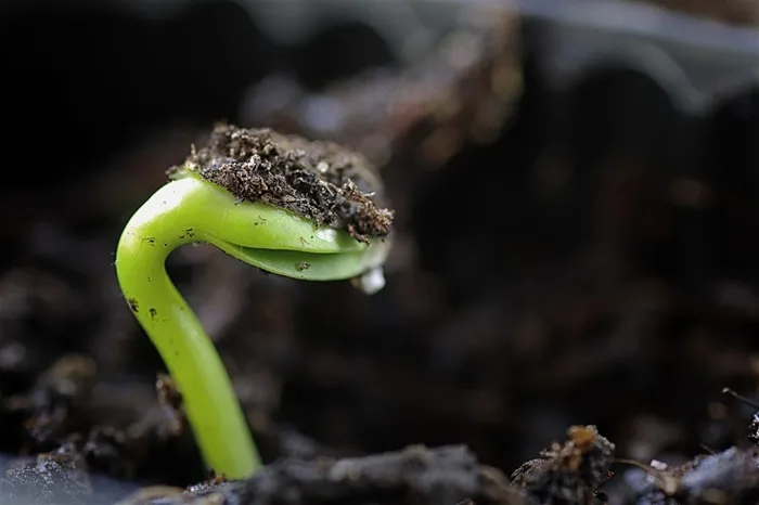 植物小苗生命摄影高清图片