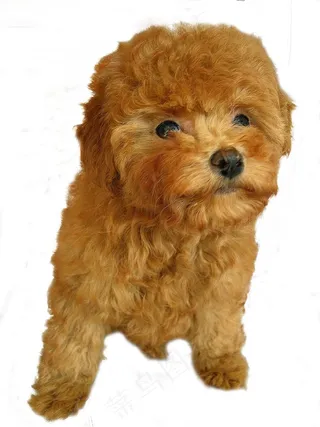 泰迪狗狗高清图片