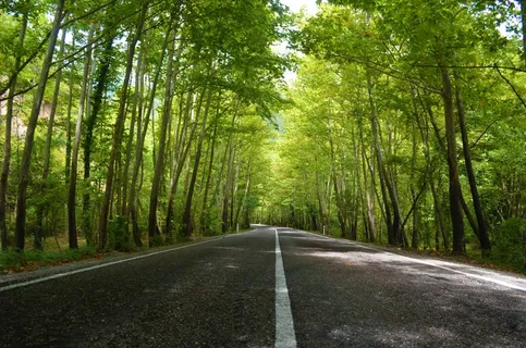 道路边高耸树木图片 道路边高耸树木图片