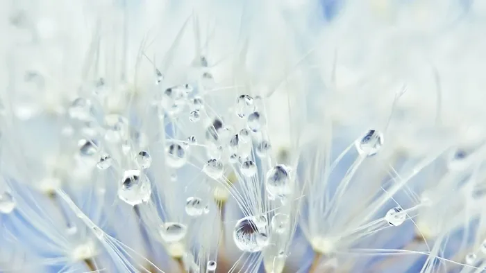 高清花朵露珠