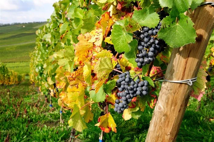 美丽的葡萄园庄园一角