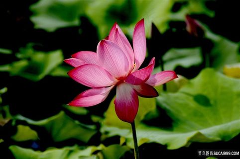 荷花荷叶图片 荷花荷叶图片