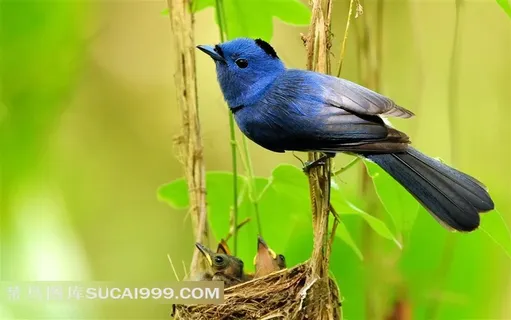 踩在树藤鸟窝上的小鸟 踩在树藤鸟窝上的小鸟