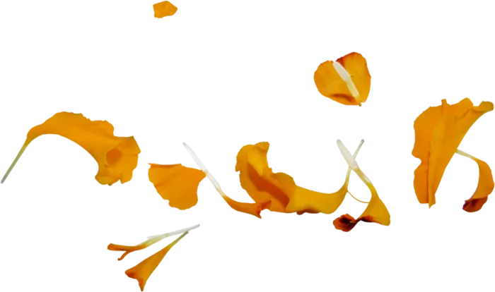 花瓣 免抠 漂浮 花瓣元素