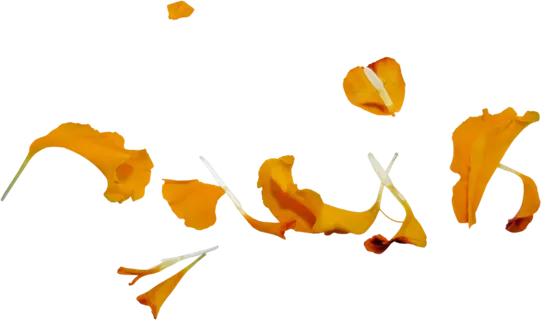 花瓣 免抠 漂浮 花瓣元素