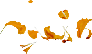 花瓣 免抠 漂浮 花瓣元素