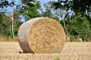 大捆干稻草图片