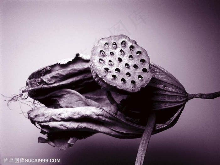 荷花物语-干枯的荷叶与莲蓬