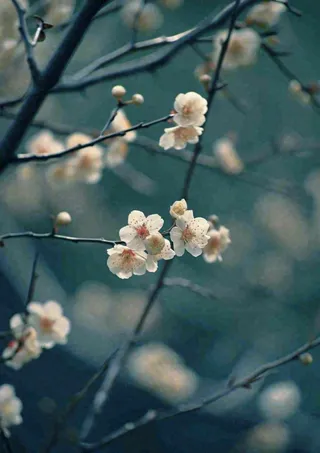 冬天浪漫白色花朵枝叶，冬季植物大雪小雪冬至新春摄影图