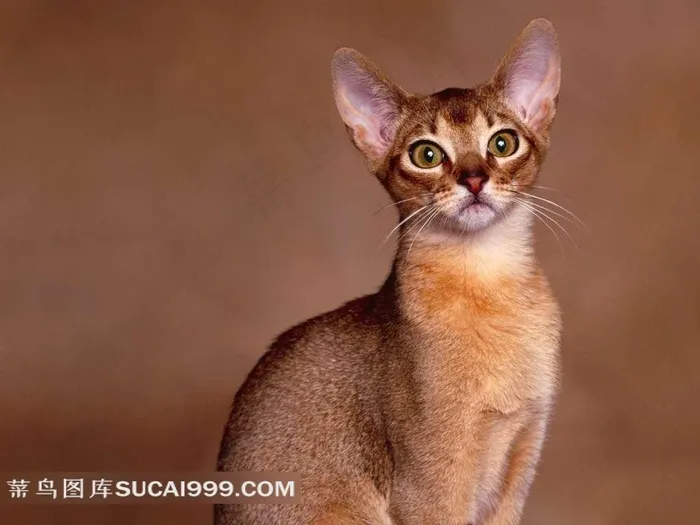 睁大眼睛的小猫