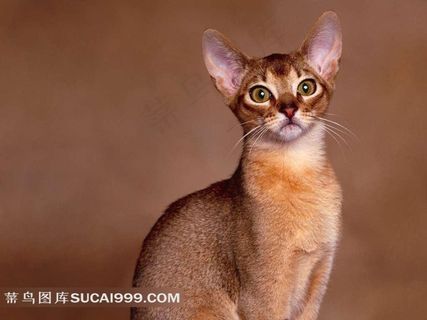 睁大眼睛的小猫