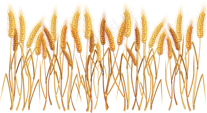 免抠农家小麦实物摄影