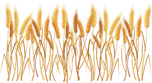 免抠农家小麦实物摄影