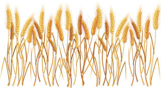 免抠农家小麦实物摄影