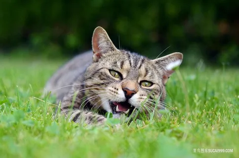 愉快玩耍的猫咪图片 愉快玩耍的猫咪图片