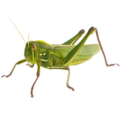 蚱蜢 PNG免抠(400x400)