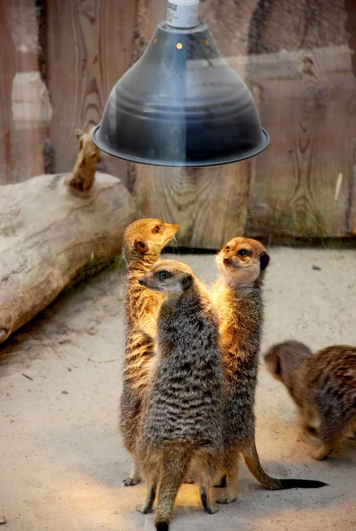 可爱猫鼬图片