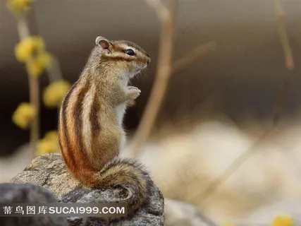站立的松鼠图片