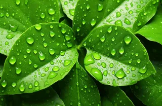 下雨天绿叶植物上的雨水雨滴摄影图