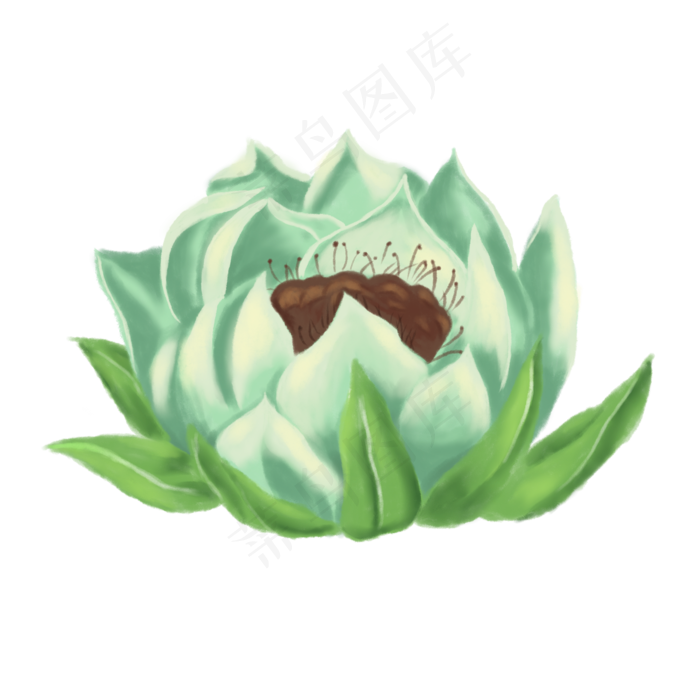 手绘草本中药药材