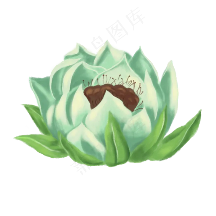 手绘草本中药药材