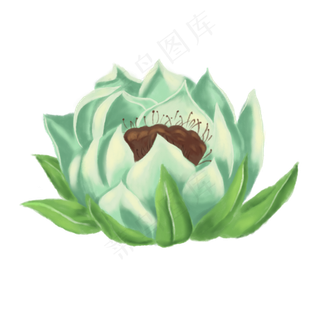 手绘草本中药药材