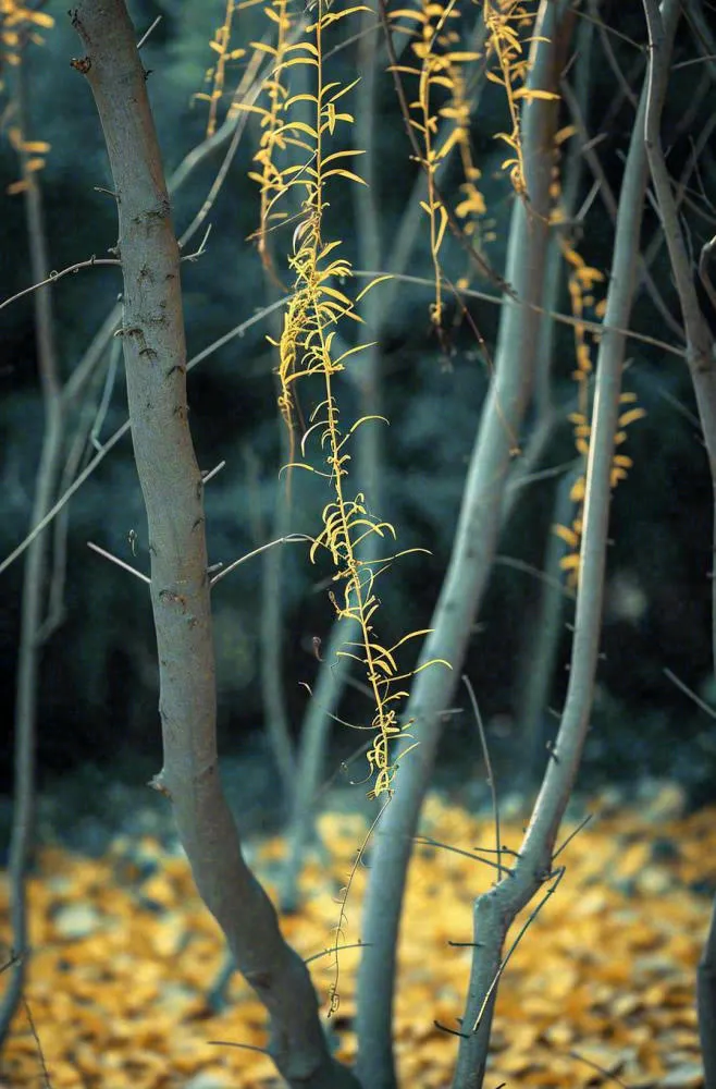 秋天秋叶森林墨绿树枝枝叶，暗黑风(896x1360)