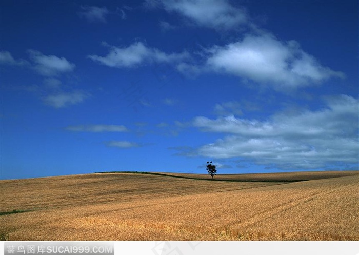 蓝天下的麦田
