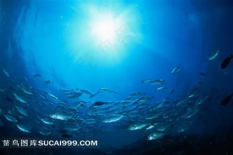 海洋生物深海鱼群高清图