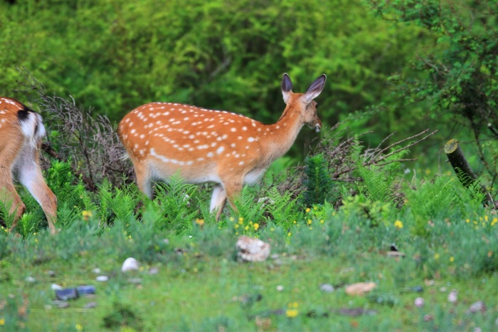 食草动物梅花鹿图