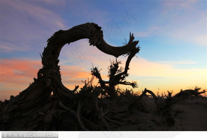 蓝天夕阳晚霞中戈壁的枯木