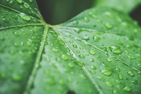 雨后绿色叶子特写图片 雨后绿色叶子特写图片