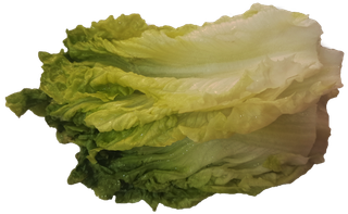 新鲜结球生菜免抠实物实拍摄影元素素材