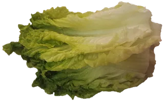 新鲜结球生菜免抠实物实拍摄影元素素材