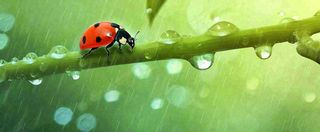 春天雨水叶子绿叶上的七星瓢虫，虫类，谷雨春分摄影图