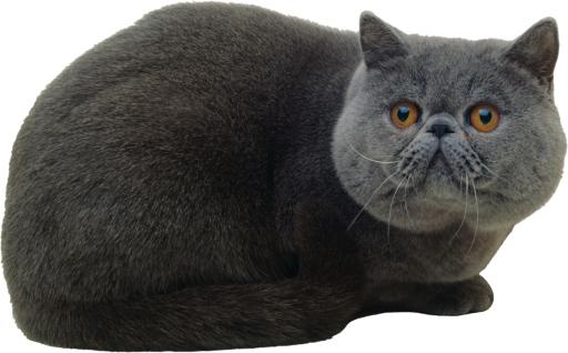 英国短毛猫 PNG免抠(2621x1633)