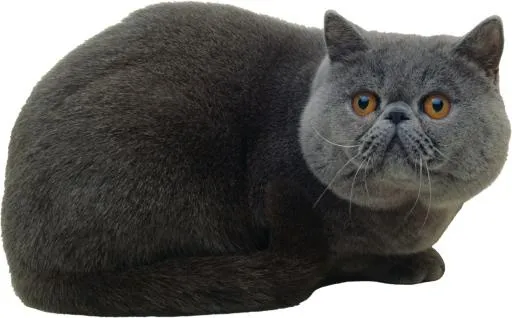 英国短毛猫 PNG免抠(2621x1633)