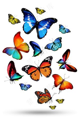 五彩缤纷的蝴蝶