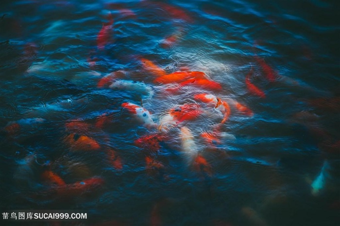 水池里的金鱼锦鲤