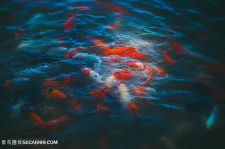 水池里的金鱼锦鲤