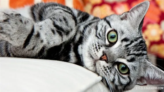 侧躺着的猫壁纸