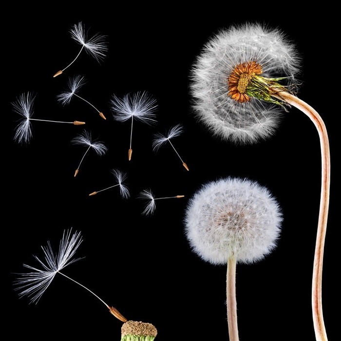黑色背景上的蒲公英高清图片