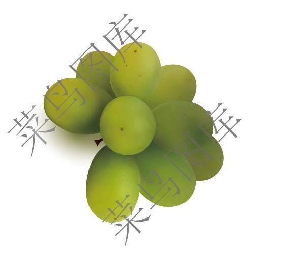 葡萄矢量图