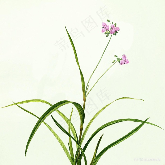 高清花卉仟像版春的呼吸
