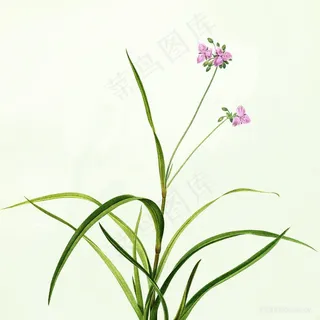 高清花卉仟像版春的呼吸