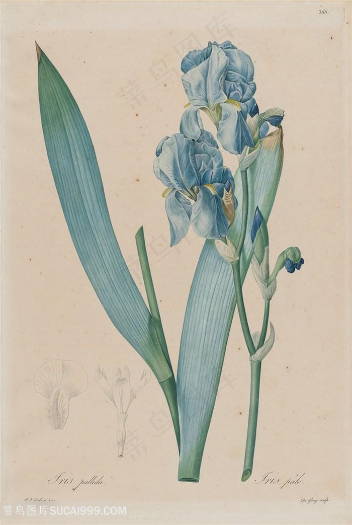 雷杜德高清唯美鸢尾花草手绘插画图片