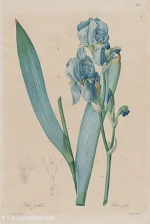 雷杜德高清唯美鸢尾花草手绘插画图片 雷杜德高清唯美鸢尾花草手绘插画图片
