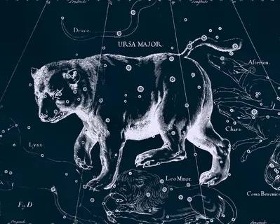 动物素描图片下载