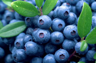 一束蓝莓的特写的摄影图