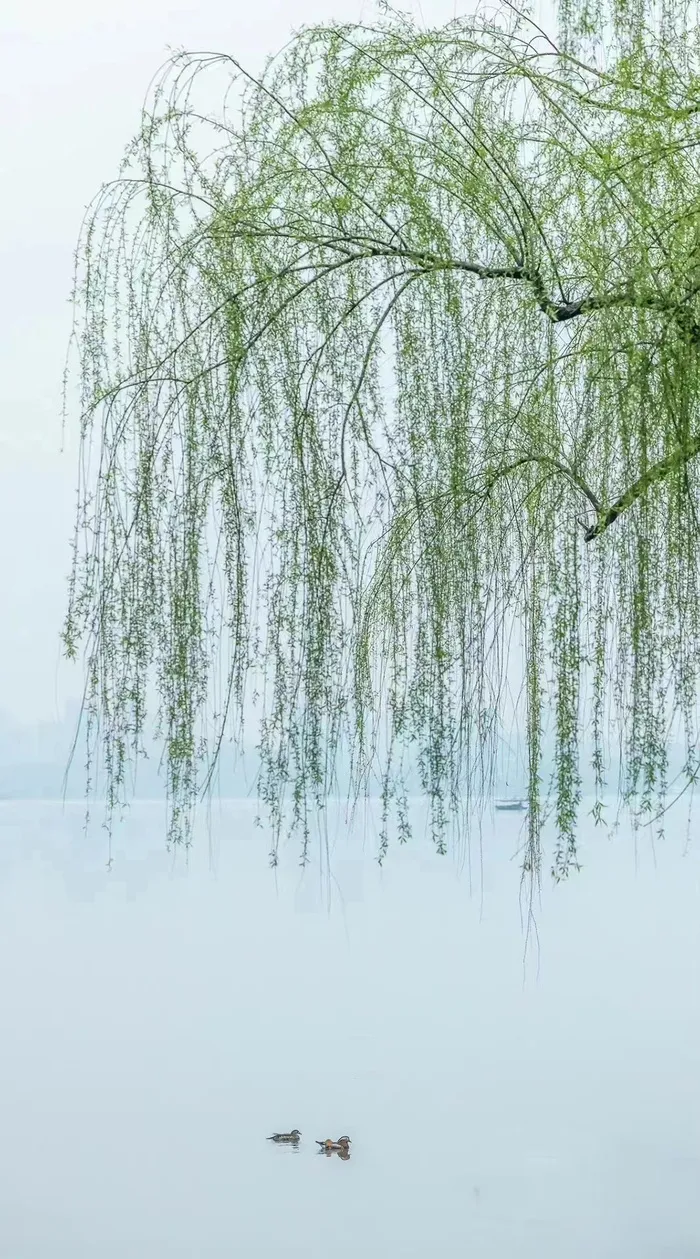 河边柳树图 河边柳树图